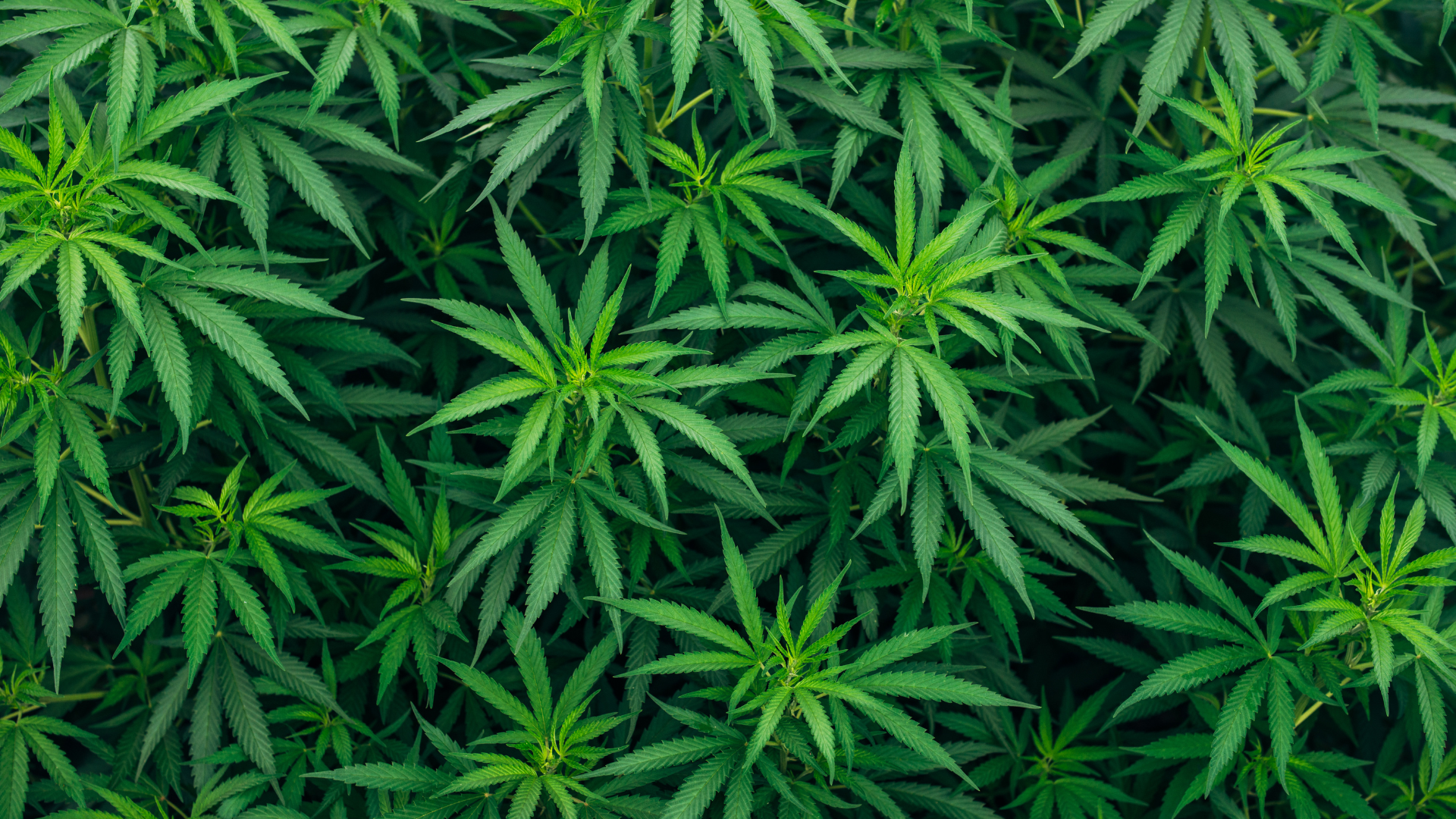 NYPD Seize 1,000 Pounds of Pot in Bayside Takedown of Illegal Dispensary